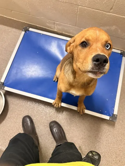 Penny