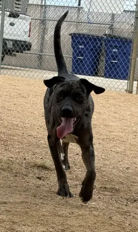 Scooby