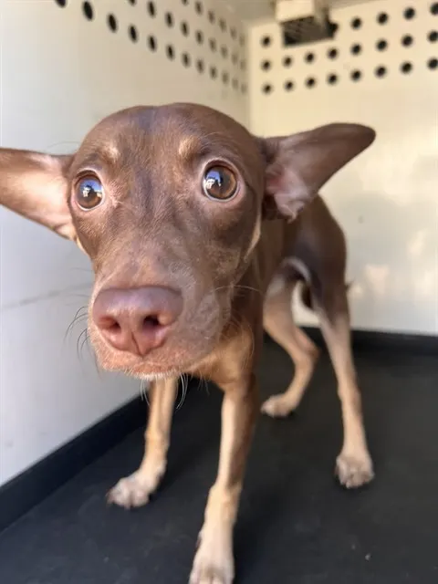 Adoptable Dog