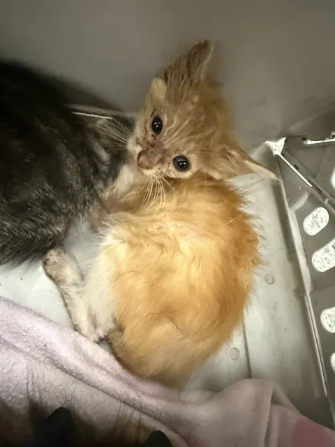 Adoptable Cat