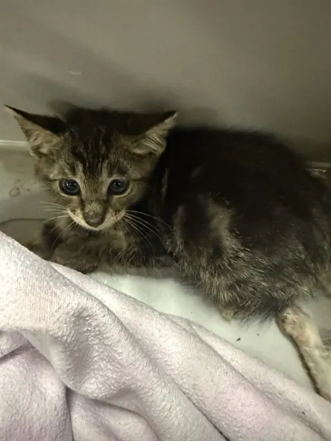 Adoptable Cat