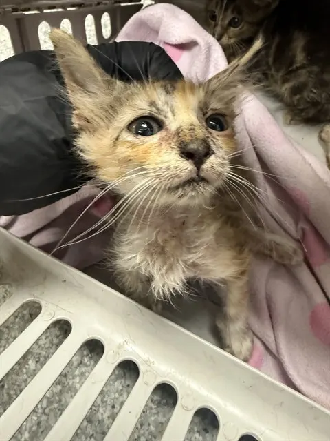 Adoptable Cat
