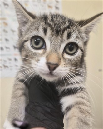 Adoptable Cat