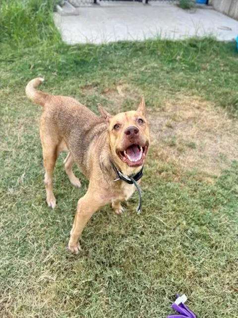 Coco