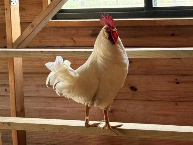 *Leghorn