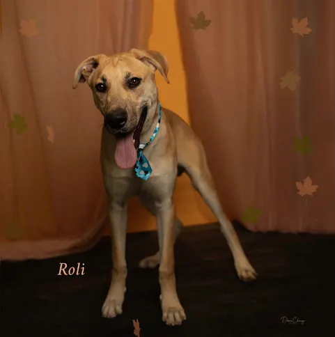 Roli