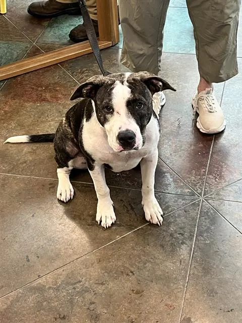 Pepper