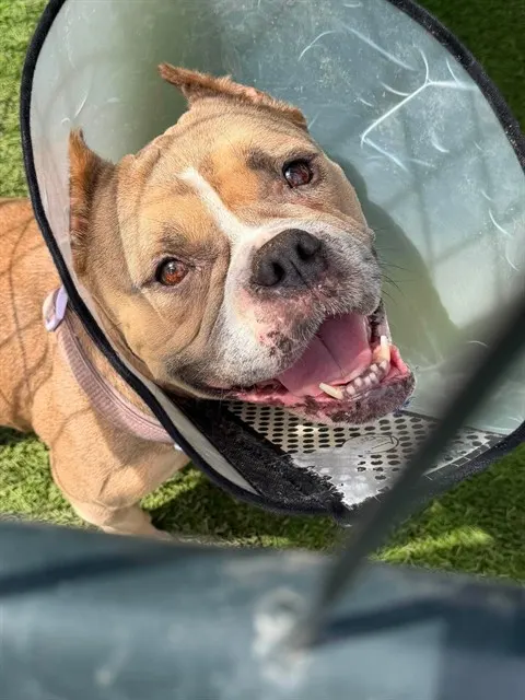 Cora