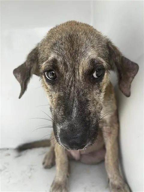 Adoptable Dog