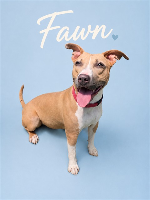 Fawn