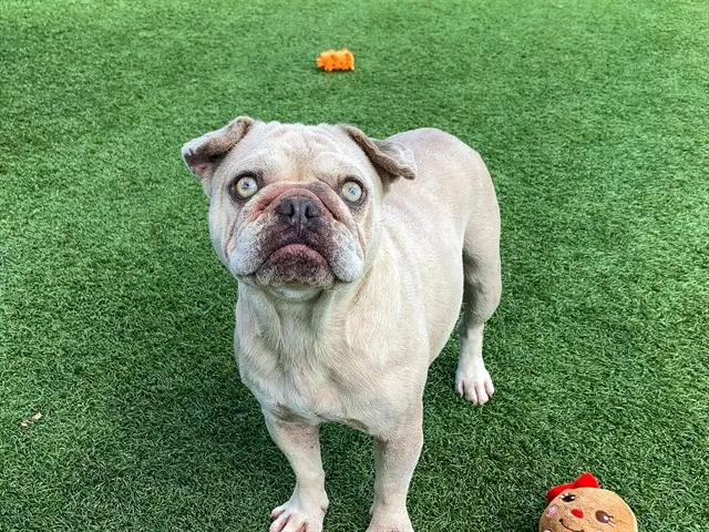 Boo
