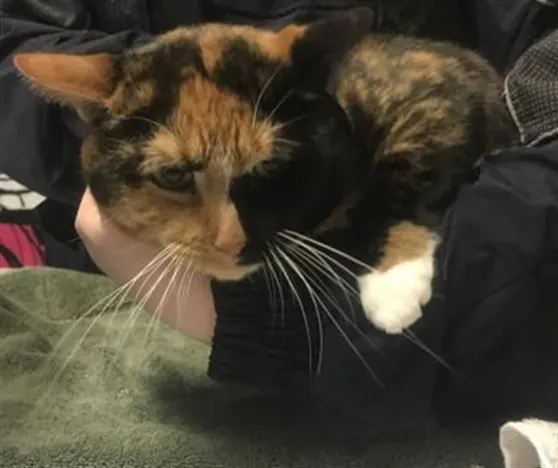 Adoptable Cat