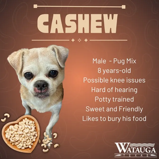 Cashew