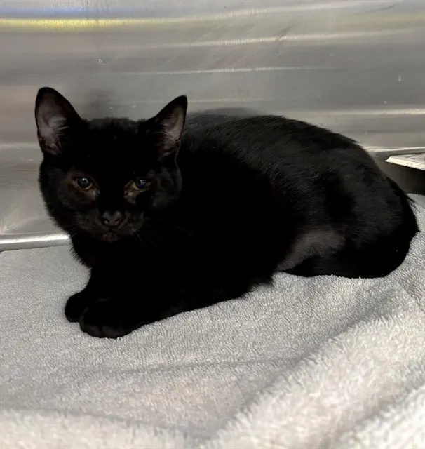 Salem