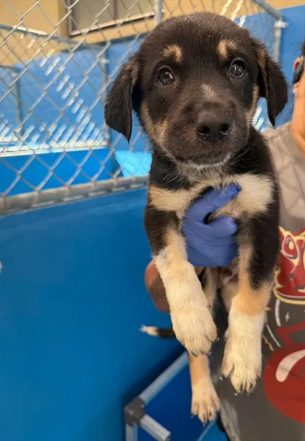 Adoptable Dog