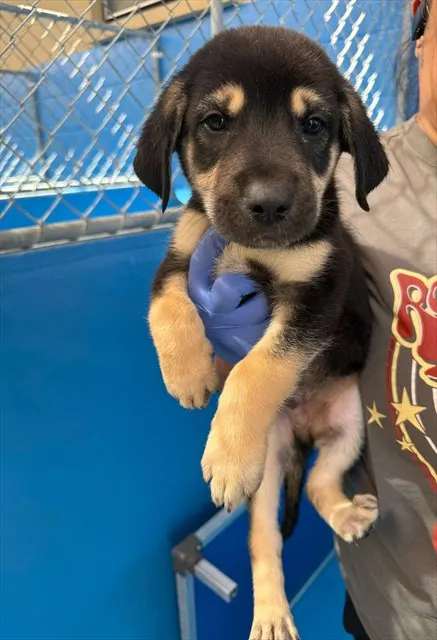 Adoptable Dog