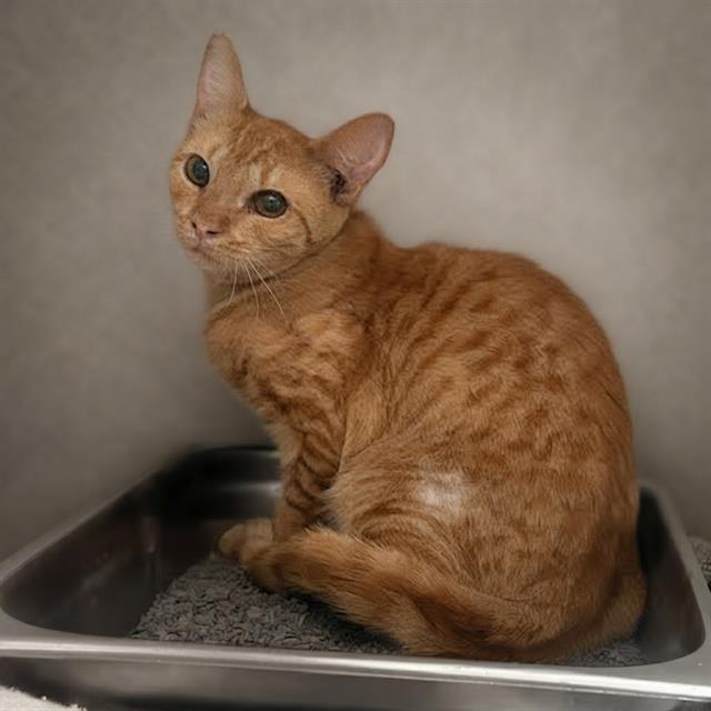 Jessie