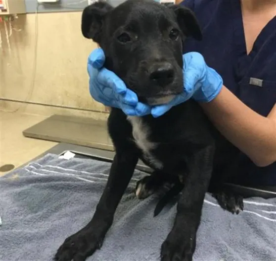 Adoptable Dog