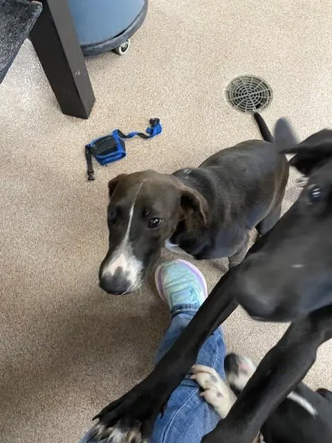 Adoptable Dog