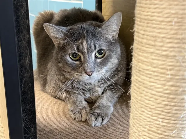 Bella