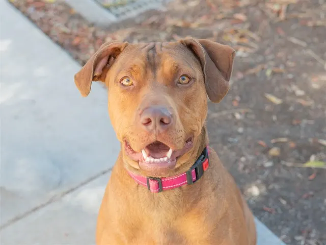 Penny
