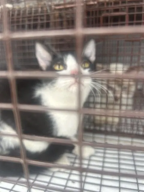 Adoptable Cat