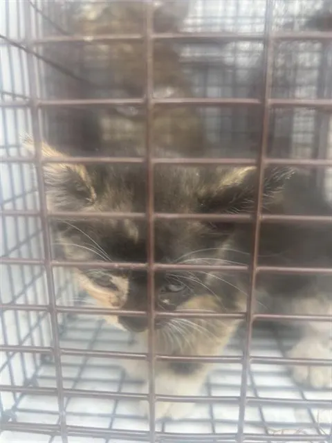 Adoptable Cat