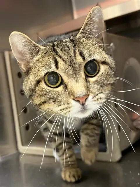 Chico