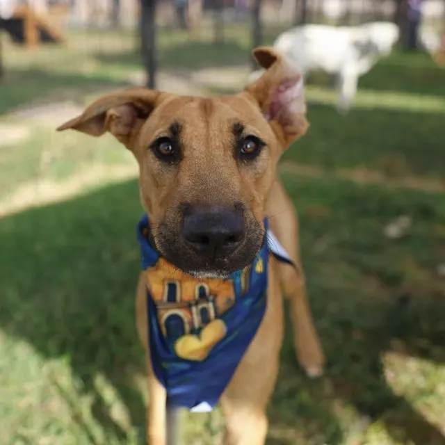 Nala
