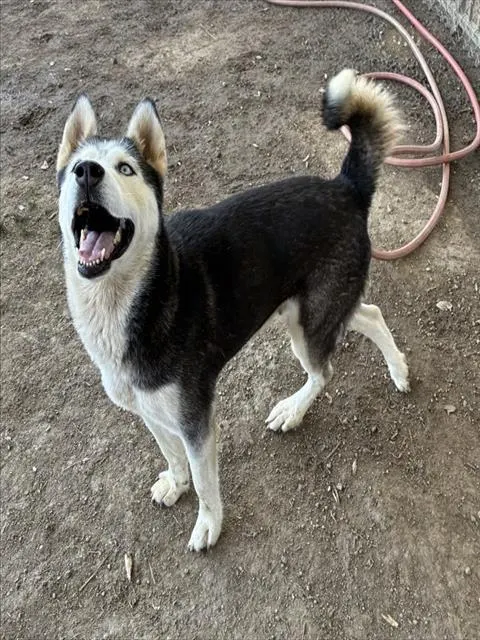 Laska