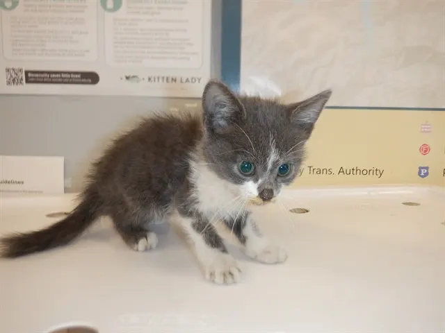 Amelia