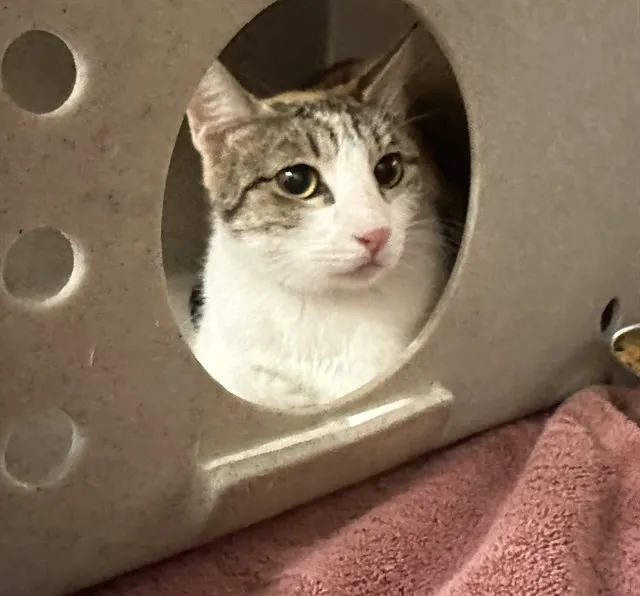 Tnr