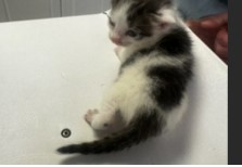 Loki