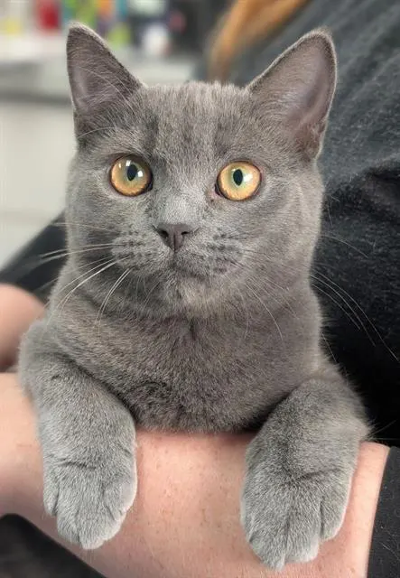 Daphne