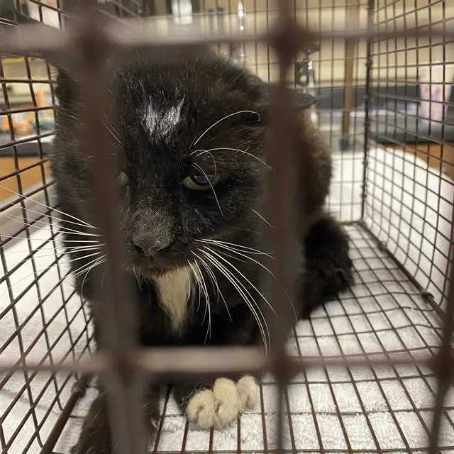 Adoptable Cat