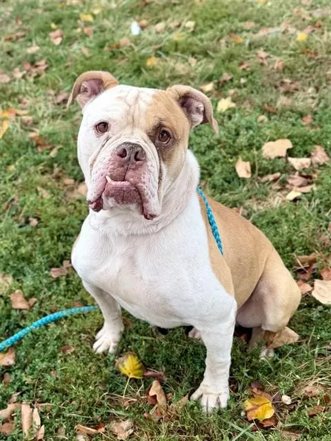 Bubba