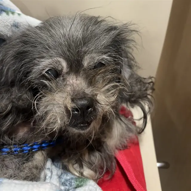 Adoptable Dog