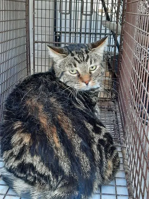 Adoptable Cat