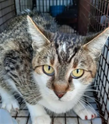 Adoptable Cat