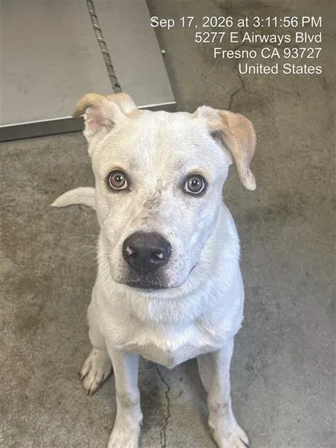 Adoptable Dog