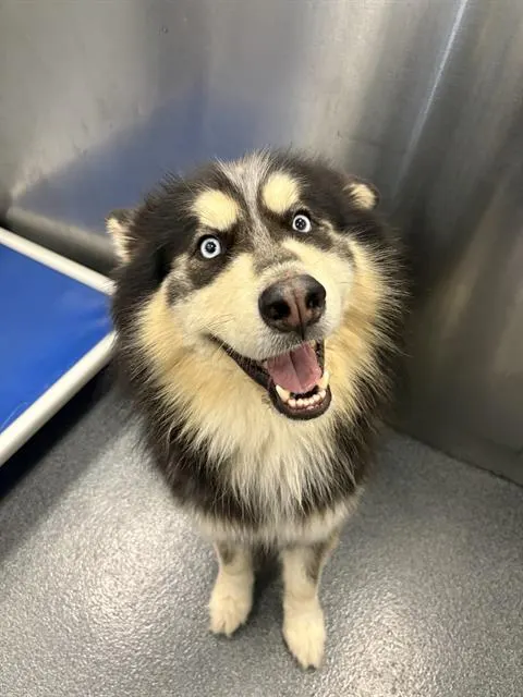 Maverick