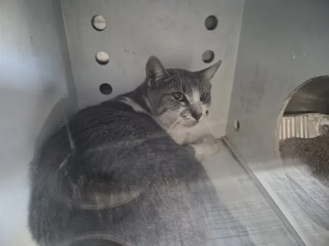 Adoptable Cat