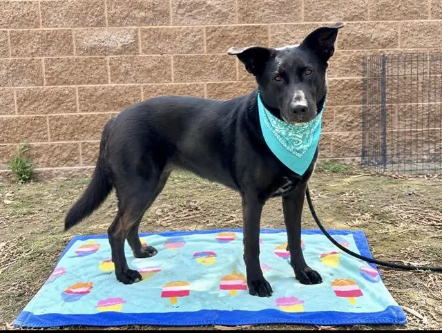 Kona