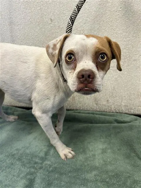 Adoptable Dog