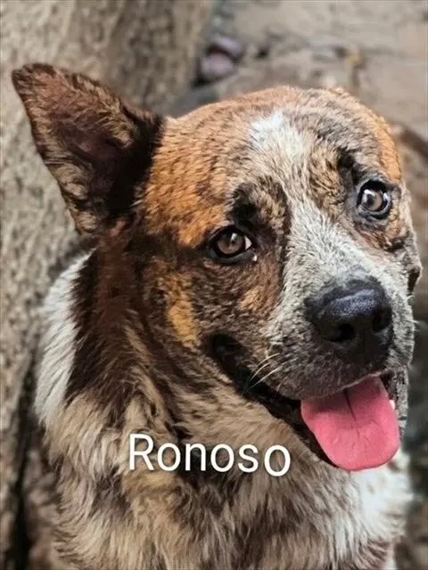 Ronnie