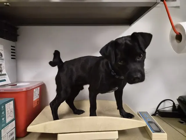 Bandit