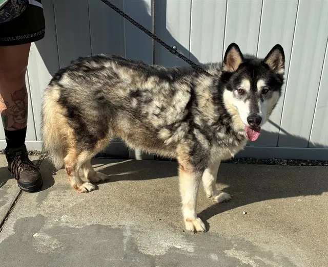 Swiper