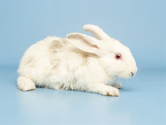 Snowball