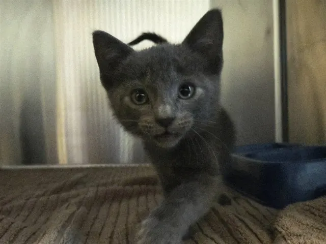 Adoptable Cat