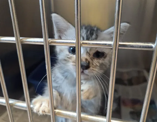 Adoptable Cat